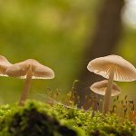 Een nat bos, paddenstoelen en het goede  licht
