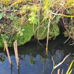 Zeldzaam kraggestaartjesmos floreert in De Wieden