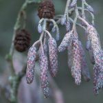 Ontdek de winterkenmerken van bomen en struiken