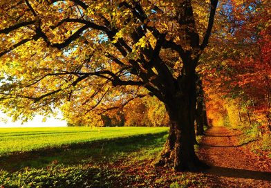 Herfst start met vleugje nazomer