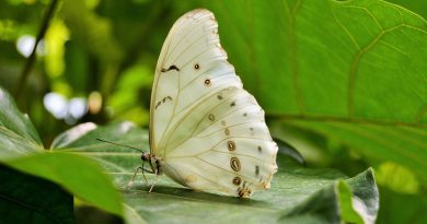 Vlinder, foto Pixabay