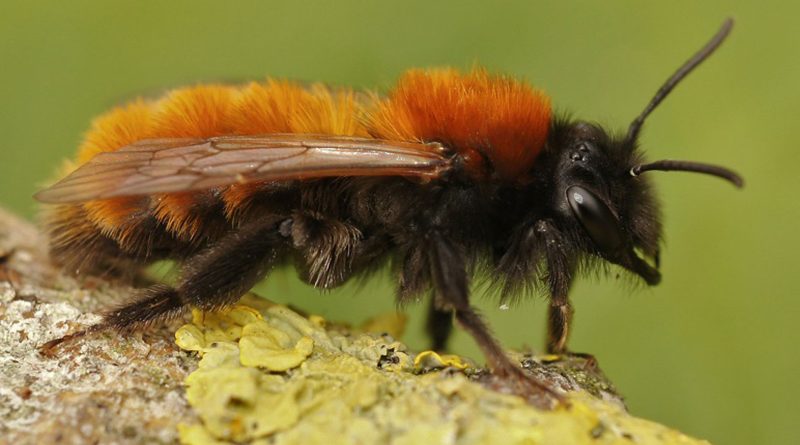 Bijen vosje Bijenstichting, foto rechtenvrij