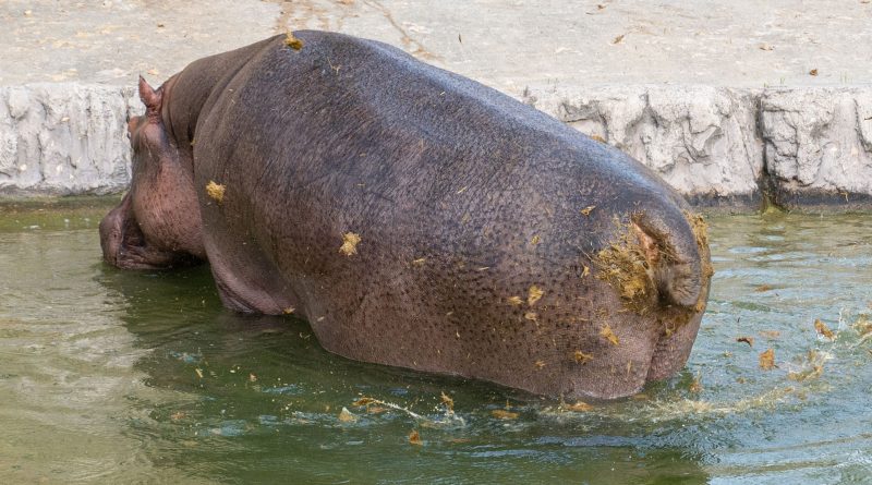 Poepend nijlpaard, foto Wildlands Adventure Zoo