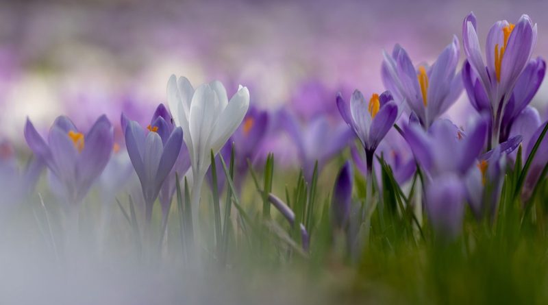 Krokussen Overcingel, foto Karla Leeftink Het Drentse Landschap