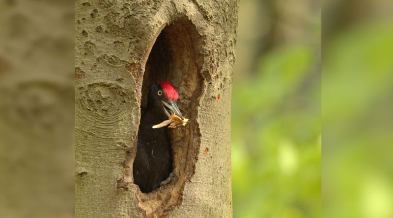 Specht, foto Kees van der Klauw