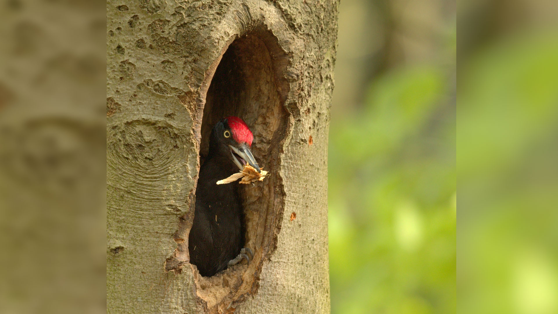 Specht, foto Kees van der Klauw