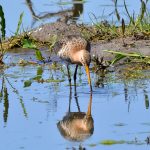 Grutto, foto Pixabay