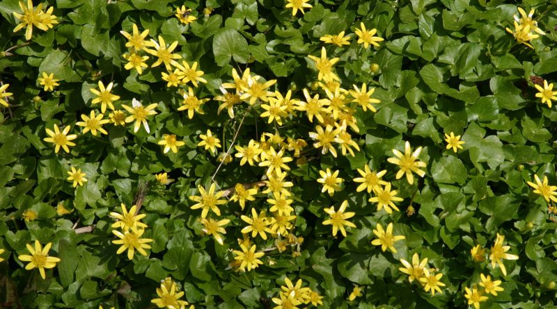 Speenkruid, foto Aaldrik Pot Staatsbosbeheer