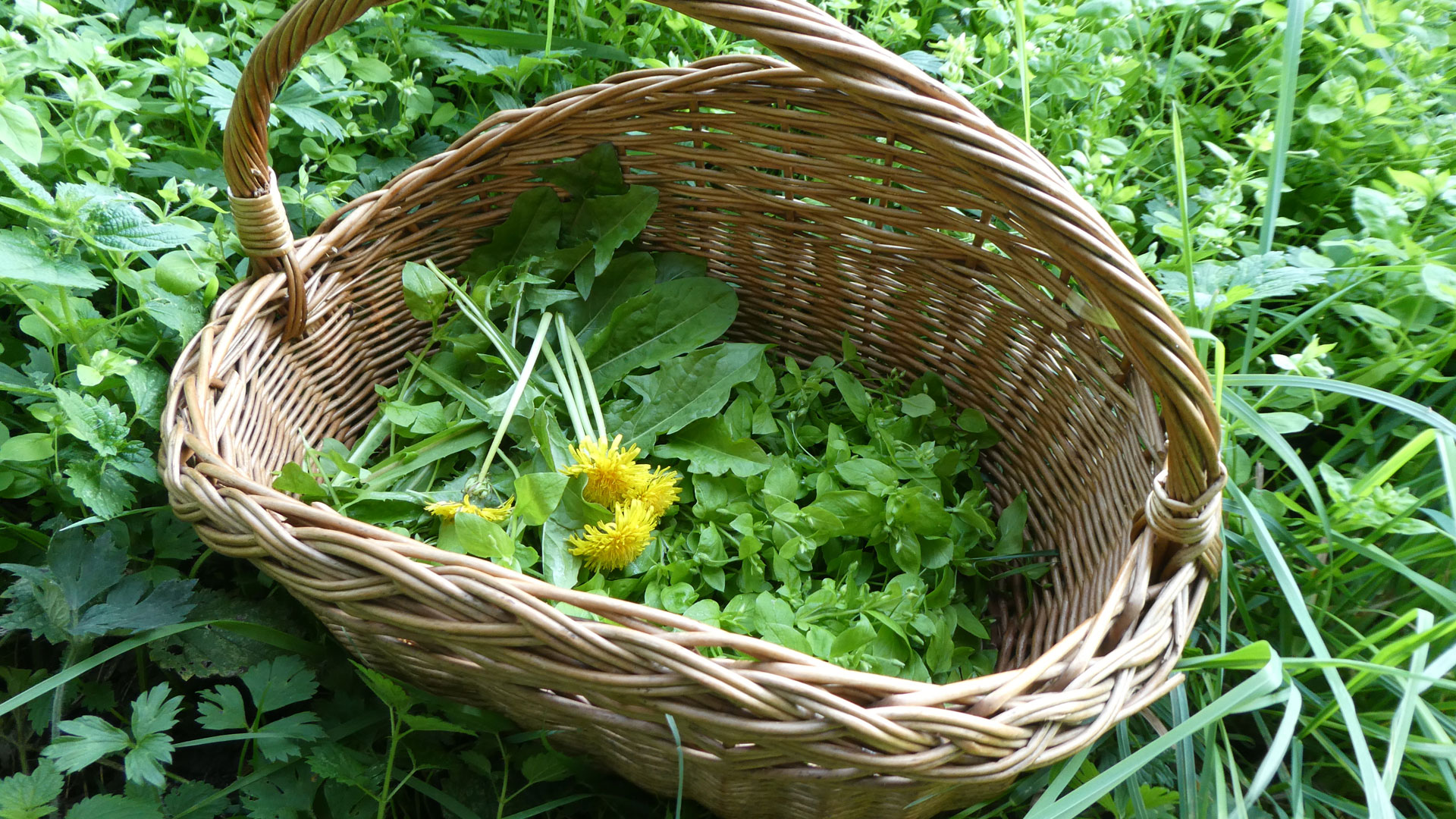 Wildplukoogst