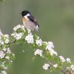 Vroege vogelwandeling in Drents-Friese Wold