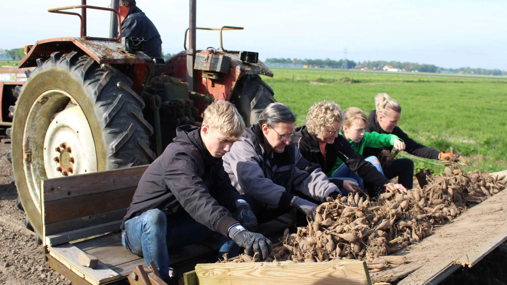 Dahliaknollen poten in Vollenhove, foto Janine Renes
