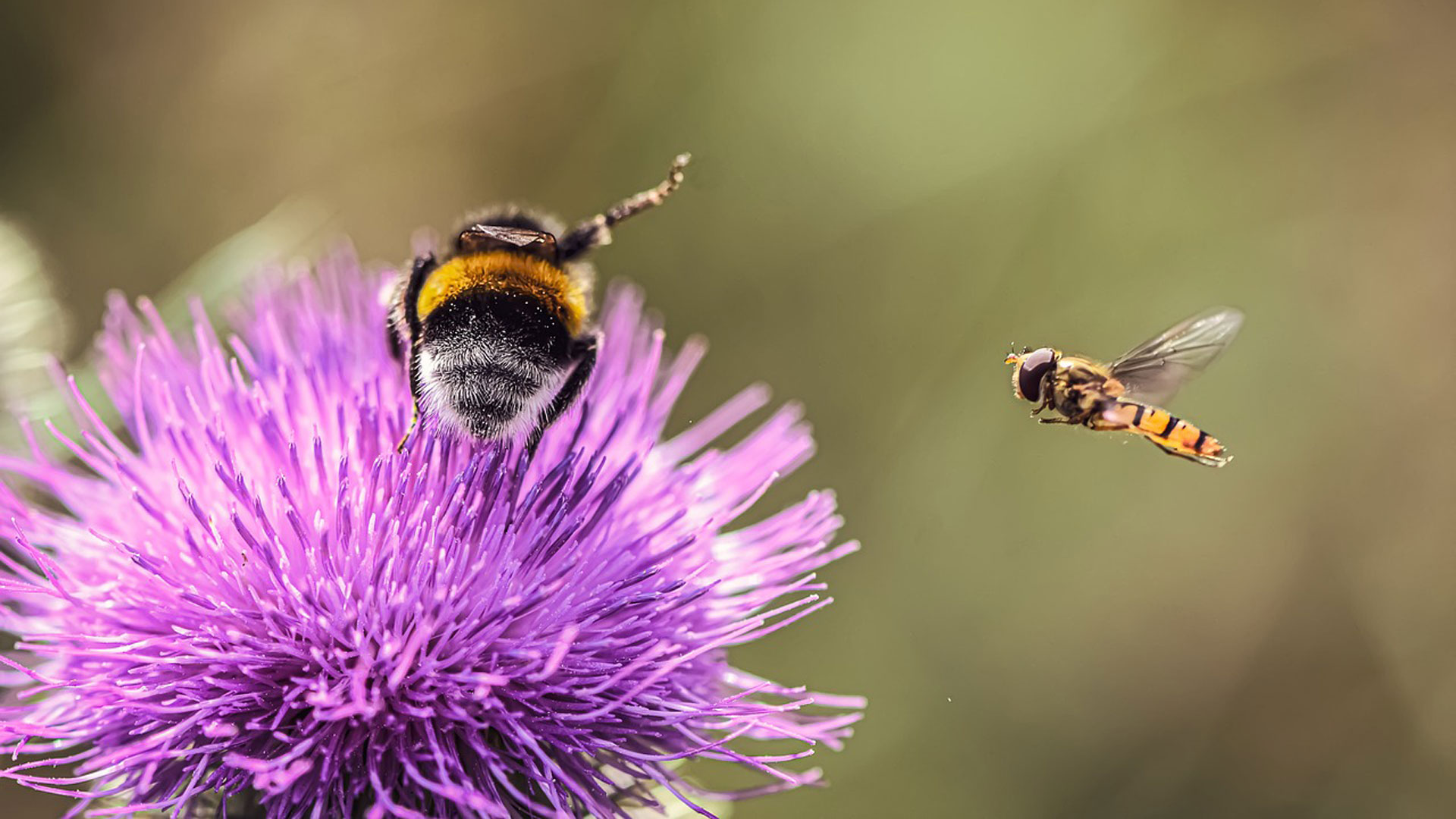 Hommel en zweefvlieg, foto Pixabay