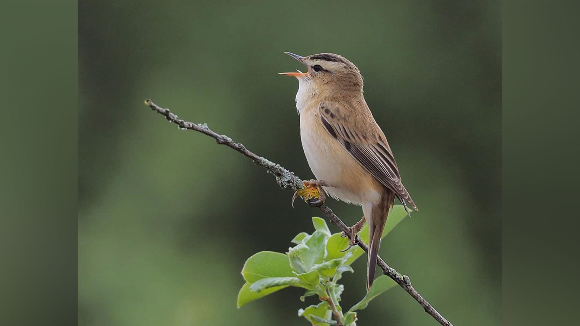 Rietzanger, foto Marjon Wiebing