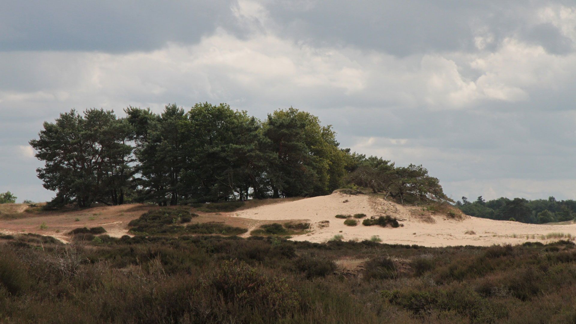 Aekingerzand, foto Staatsbosbeheer