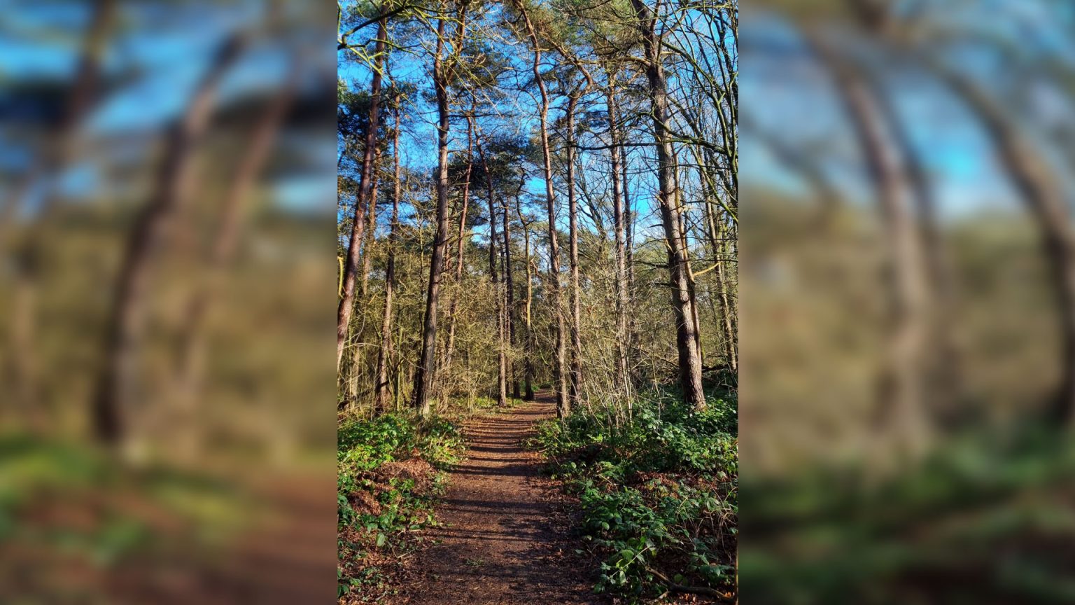 Het bos van de toekomst – RTV Meppel