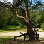 Zomerwandeling Bosberg