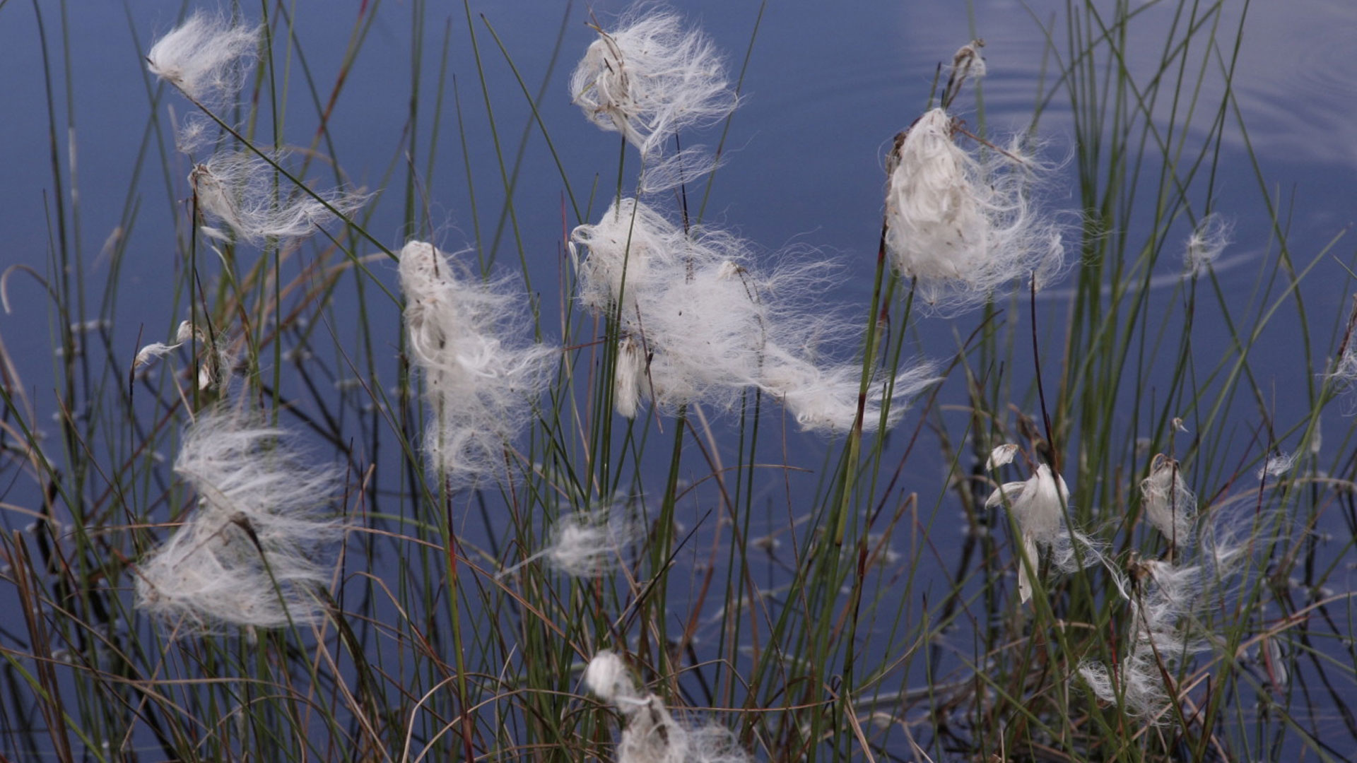 Veenpluis of wollegras