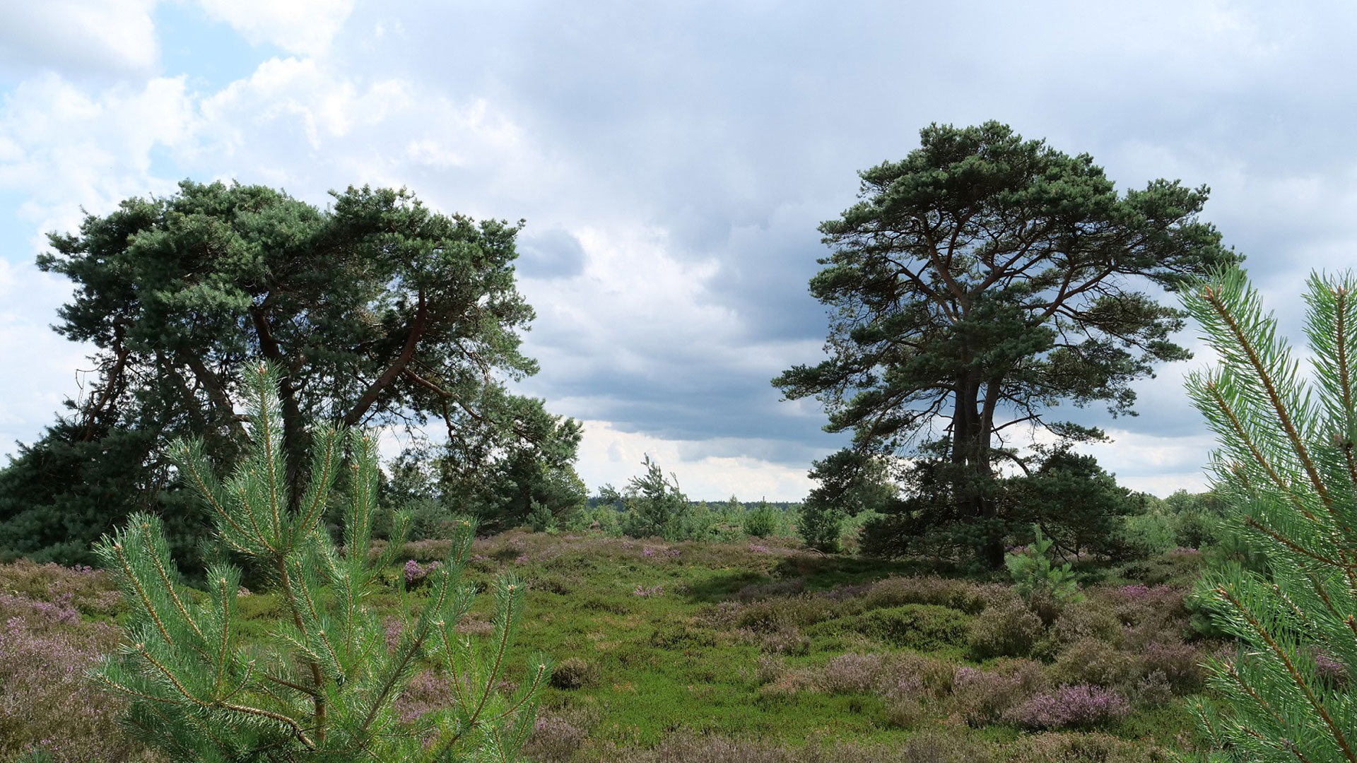 Heide Aekingerzand, foto Staatsbosbeheer