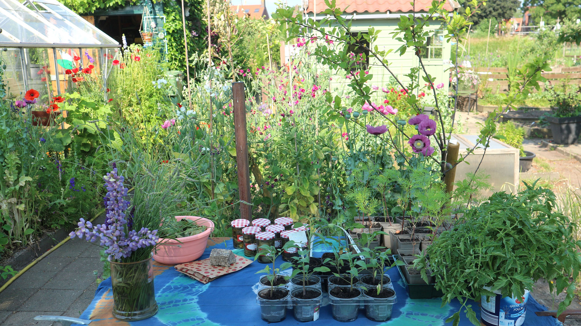 Open tuin Volkstuinvereniging Meppel
