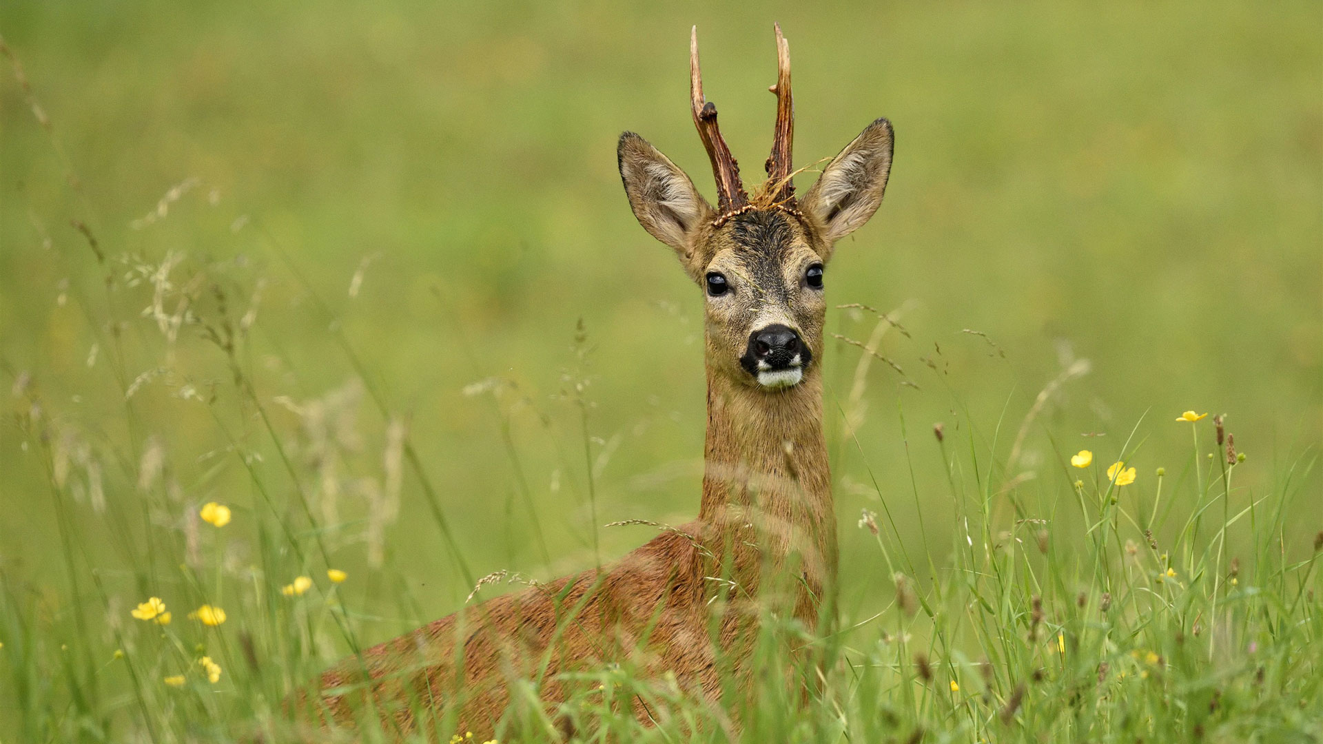 Reebok, foto Tjibbe Hunink, Staatsbosbeheer