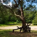 Bosbergwandeling, foto Laura Csonka