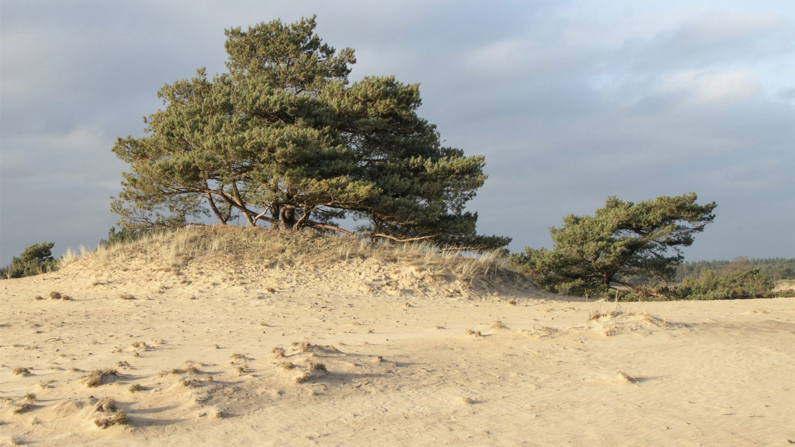 Aekingerzand, foto Albert Henckel