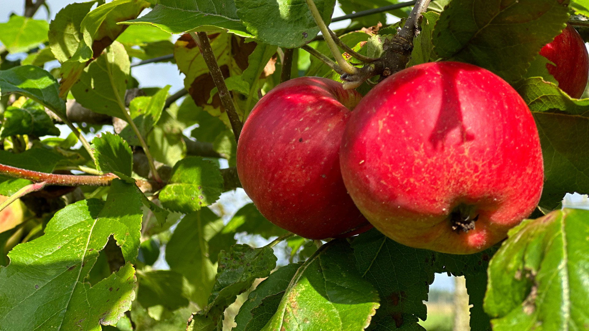 Appels, foto Mieke Scharloo