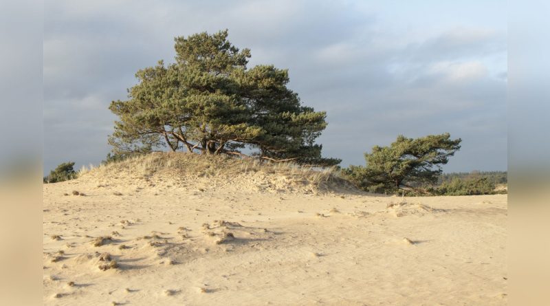 Aekingerzand, foto Albert Henckel