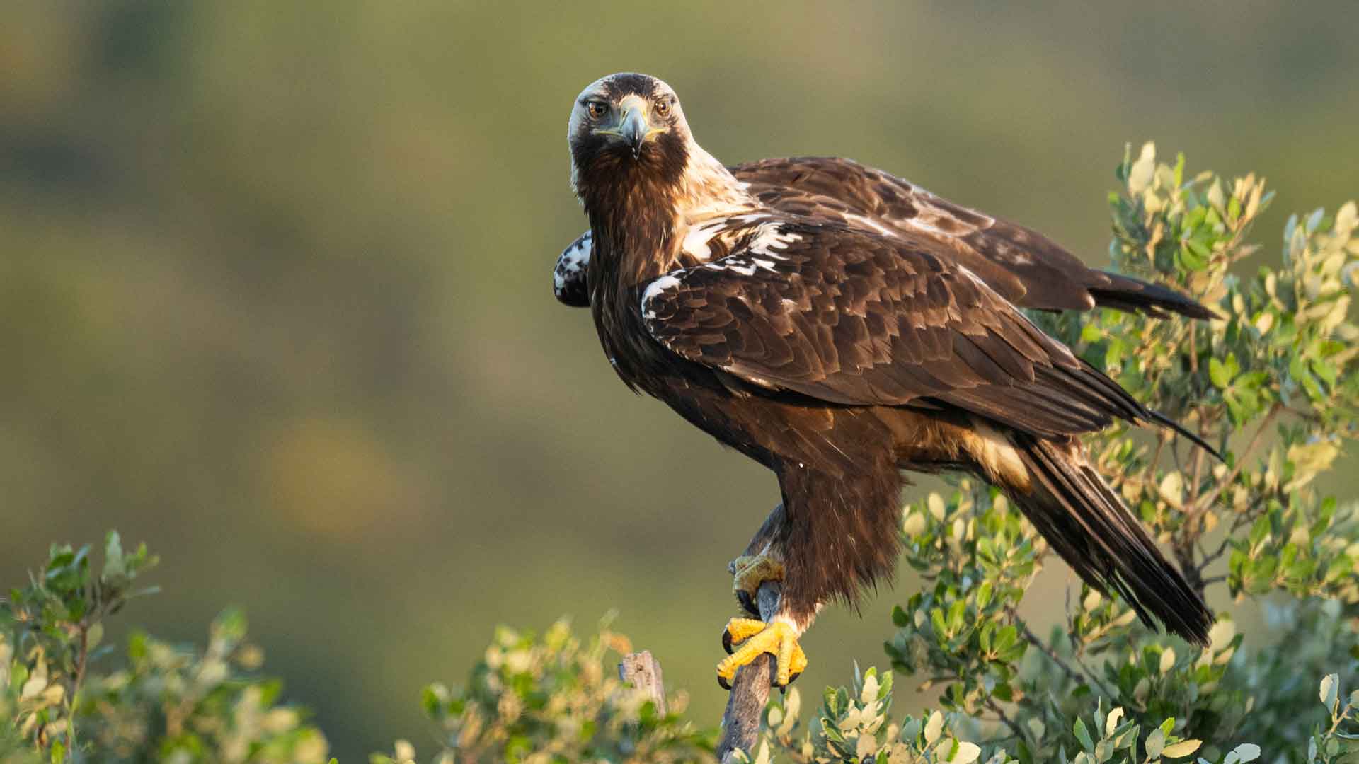 Spaanse keizerarend, foto Herman van der Hart