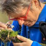 Paddenstoelen van het Drents-Friese Wold