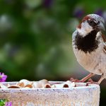 Nationale Tuinvogeltelling