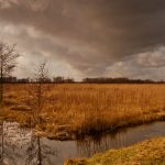 Vrijwilligers gezocht voor wilgen knotten