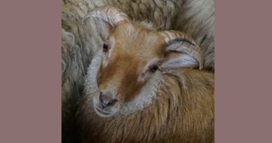 Kleinschalige wolmarkt in Ruinen op Tweede Pinksterdag