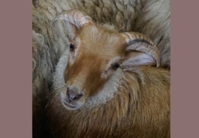Kleinschalige wolmarkt in Ruinen op Tweede Pinksterdag