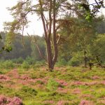Zomeravondwandeling Hoekenbrink