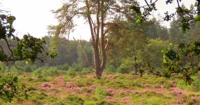 Zomeravondwandeling in de Hoekenbrink