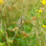 Spinnensafari in het Drents-Friese Wold