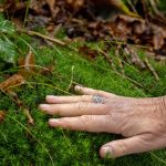 Bosbaden in Drents-Friese Wold: Japanse wijsheid in eigen land