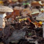 Paddenstoelenwandeling Staphorster bos
