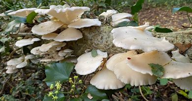 Een nat bos, straaltje licht en paddenstoelen