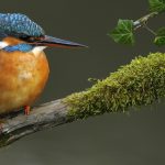 Ledencontactavond NBV IJhorst- Staphorst e.o.