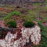 Herfstwandeling door het Staphorster bos
