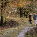 Wandelen in het Drents-Friese Wold