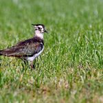 Lezing over weidevogels, boeren en wormen