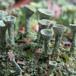 Winters wandelen in het Drents-Friese Wold