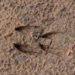 Dierensporen zoeken in Westerveld