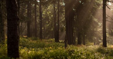 Dichtbij is het nieuwe weg: korte ‘microvakanties’ populair onder gezinnen in Zuidwest-Drenthe