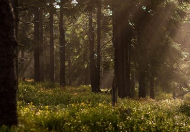 Dichtbij is het nieuwe weg: korte ‘microvakanties’ populair onder gezinnen in Zuidwest-Drenthe