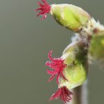 Wandelen in het Drents-Friese Wold