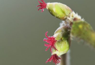 Wandelen in het Drents-Friese Wold